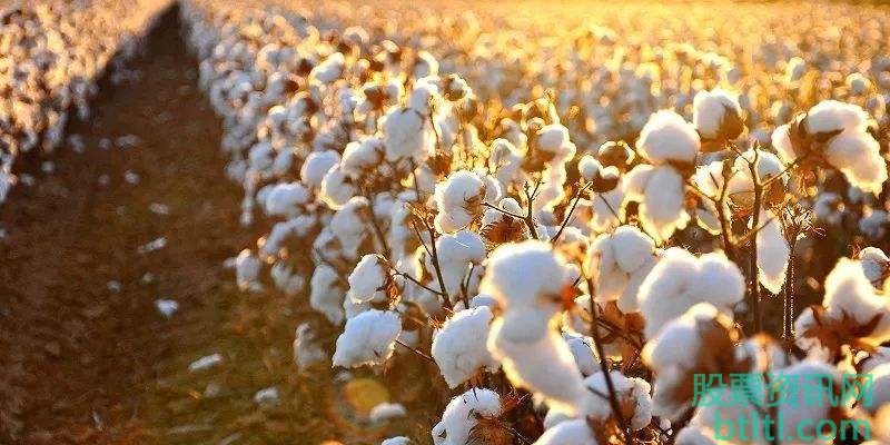 2020年棉花种植概念股有那些？棉花种植龙头股一览及排名