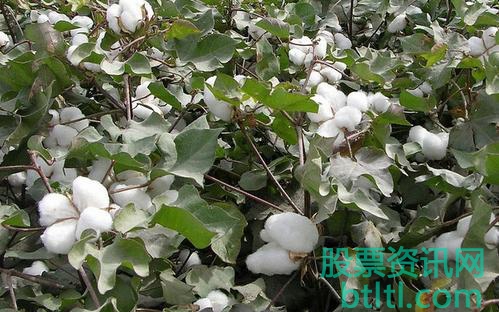 新疆棉花种植上市公司有那些？棉花种植概念股票一览
