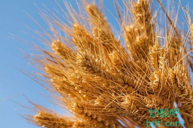 2022年小麦概念股有那些?小麦龙头股一览及排名